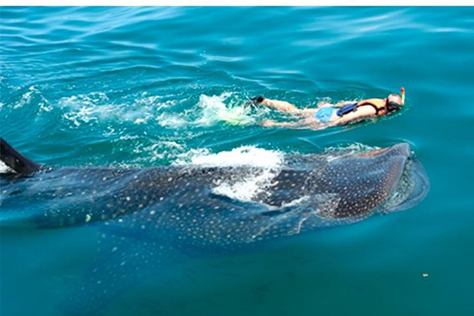 Whale Shark Swim Adventure SMALL GROUP from Cancun - What You Can Expect During the Tour