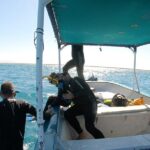 Whale Shark Swimming Adventure: Small Group with Marine Biologist - From Meeting at Zona Comercial to Reaching the Protected Area