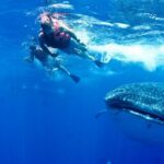 Whale Shark Tour from Cancun, Playa del Carmen, Tulum and Riviera Maya - The Unique Stops: Isla Contoy and Playa Norte