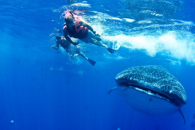 Whale Shark Tour from Cancun, Playa del Carmen, Tulum and Riviera Maya - The Unique Stops: Isla Contoy and Playa Norte