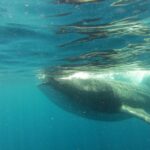 Whale Shark Tour from Holbox Island - The Journey to the Whale Shark Sanctuary