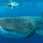 Whale Sharks Small-Group Tour in Cancun and Riviera Maya - Starting Point and Transfer Details in Cancun and Riviera Maya