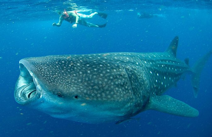 Whale Sharks Small-Group Tour in Cancun and Riviera Maya - Starting Point and Transfer Details in Cancun and Riviera Maya