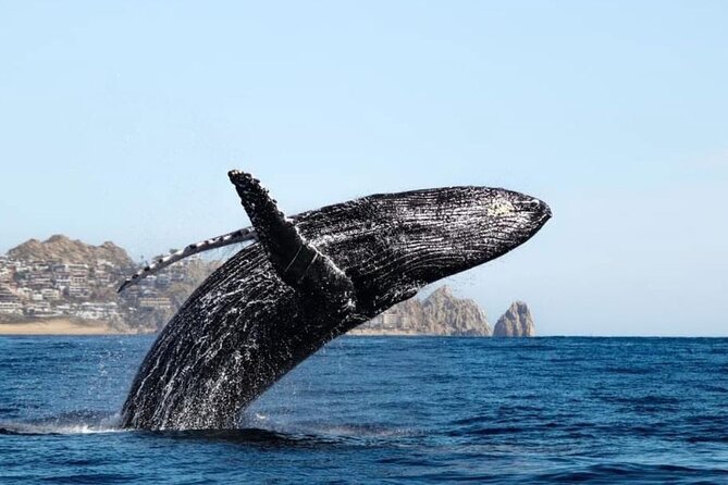 Whale Tale Adventures in Los cabos - Starting Point at P.º de La Marina in Cabo San Lucas