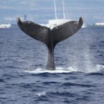 Whale Watch Cruise Aboard The Majestic by Atlantis Cruises - What Makes the Majestic Stand Out as a Whale Watching Vessel