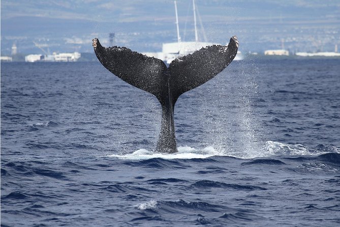 Whale Watch Cruise Aboard The Majestic by Atlantis Cruises - What Makes the Majestic Stand Out as a Whale Watching Vessel