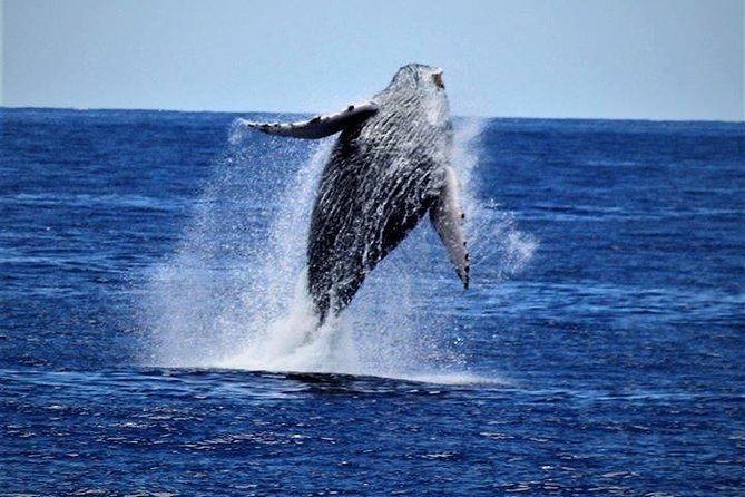 Whale Watch Excursion from the Big Island - Whale Sightings and Behavior
