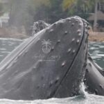 Whale watching 3 hours in Puerto Vallarta - The Snorkelling Option at Los Arcos