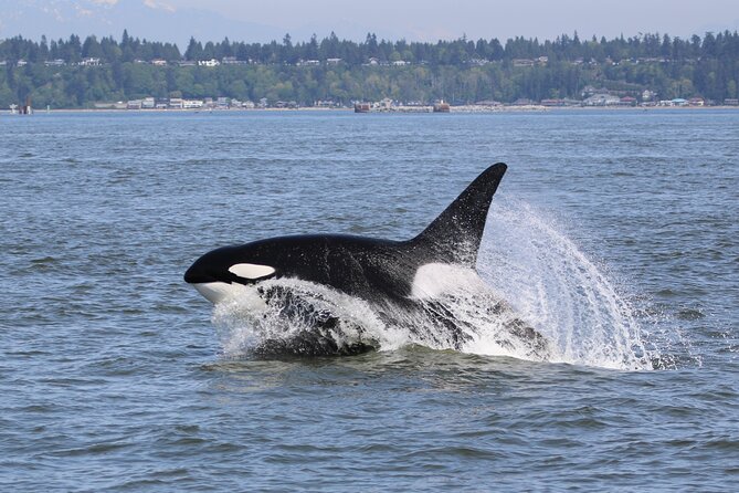 Whale Watching Adventure from Vancouver BC - Starting from Steveston Village in Richmond BC