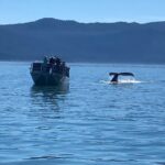 Whale Watching Adventure in Juneau - From Downtown Juneau to Auke Bay: Convenient Pickup and Transport