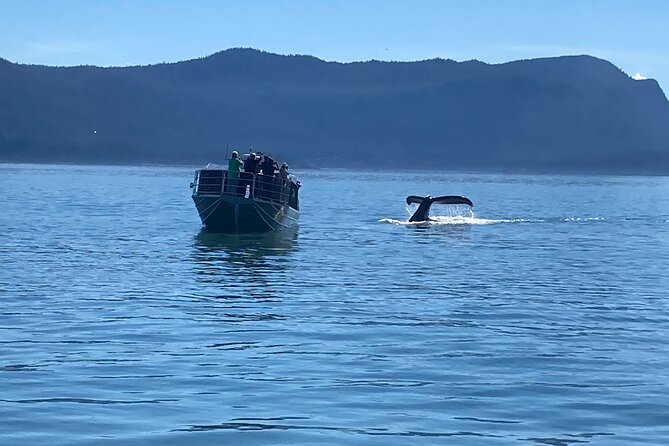 Whale Watching Adventure in Juneau - From Downtown Juneau to Auke Bay: Convenient Pickup and Transport