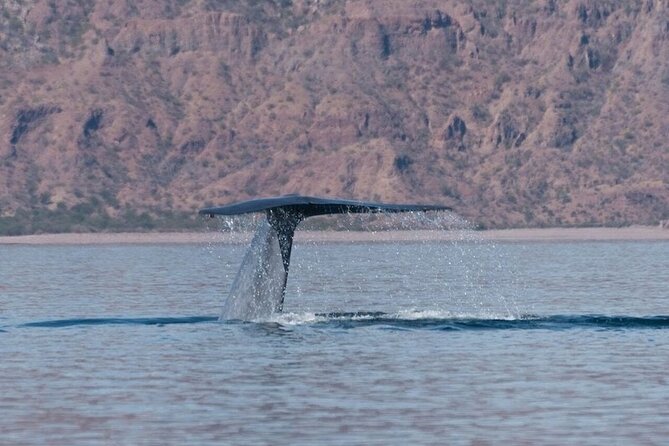 Whale Watching Adventure in Loretos Sea of Cortez - Exploring Bahia de Loreto’s Marine Ecosystem