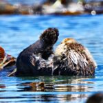 Whale Watching Adventure in Morro Bay - Scenic Stops and Marine Wildlife Encounters in Morro Bay