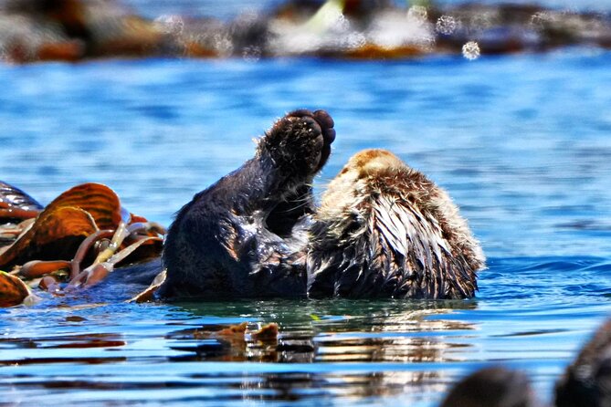 Whale Watching Adventure in Morro Bay - Scenic Stops and Marine Wildlife Encounters in Morro Bay