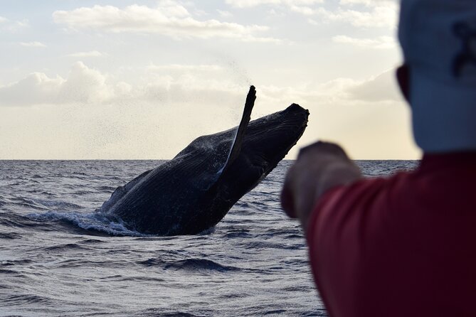 Whale Watching Adventure -Speed Boat & Small Group - Learning About Hawaii’s Marine Life with the Crew