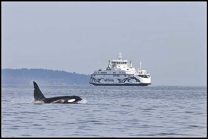 Whale Watching Adventure Vancouver - Starting Point at Crescent Road in Surrey