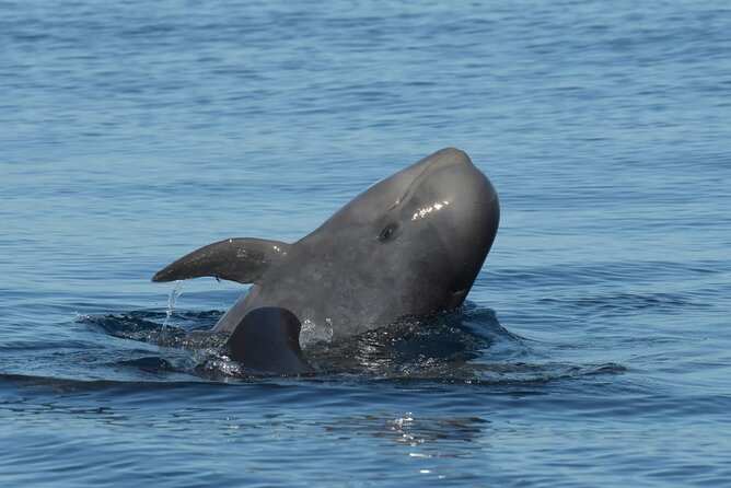 Whale watching and snorkelling in the whale sanctuary - Departure from Playa San Juan to the Whale Sanctuary