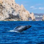 Whale Watching by Zodiac in Cabo San Lucas with Photos Included - The Experience with Local Certified Guides