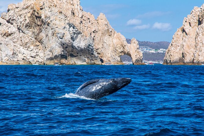 Whale Watching by Zodiac in Cabo San Lucas with Photos Included - The Experience with Local Certified Guides