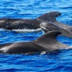 Whale Watching Catamaran in Costa Adeje (Including drinks & Sandwich) - Starting Point and Meeting Details in Costa Adeje