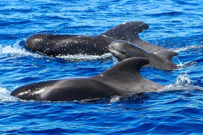 Whale Watching Catamaran in Costa Adeje (Including drinks & Sandwich) - Starting Point and Meeting Details in Costa Adeje