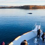 Whale Watching Cruise on a Yacht in Reykjavik - The Yacht: Comfort and Views with Panoramic Windows