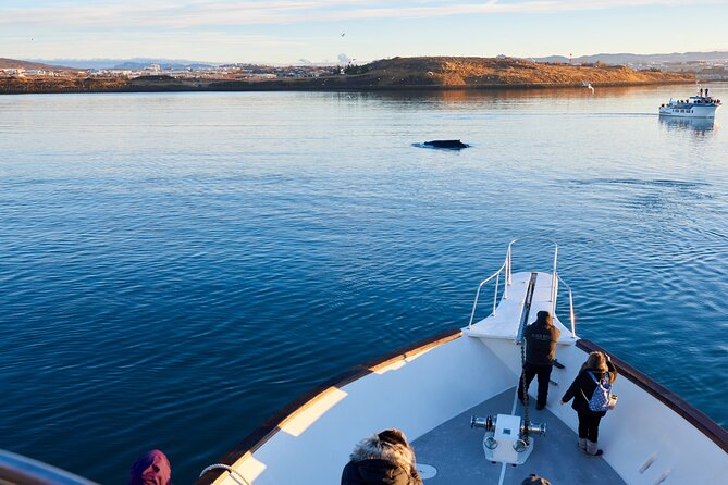 Whale Watching Cruise on a Yacht in Reykjavik - The Yacht: Comfort and Views with Panoramic Windows