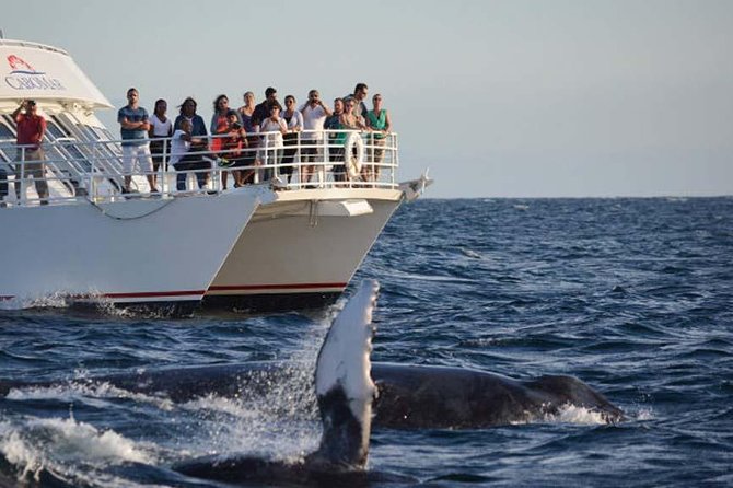 Whale-Watching Discovery Cruise with Brunch or Dinner - Cabo San Lucas: Prime Spot for Whale Migration