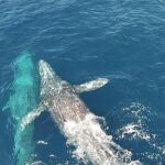 Whale Watching Excursion in Dana Point - The Vessel and Onboard Experience