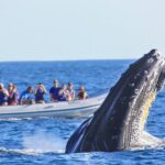 Whale Watching Experience - Why a Speedboat Makes a Difference