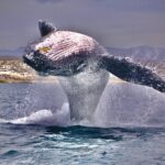 Whale Watching Experience in Cabo San Lucas - Pelican Rock Stop for Fish Feeding and Whale Sighting