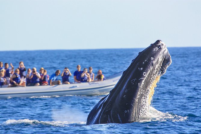Whale Watching Experience - Why a Speedboat Makes a Difference