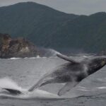 Whale Watching from Ma'alaea Harbor - The Comfort and Design of the Viewing Vessel