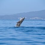 Whale Watching Guaranteed Experience in Puerto Vallarta - Puerto Vallarta’s Humpback Whales During Migration Season