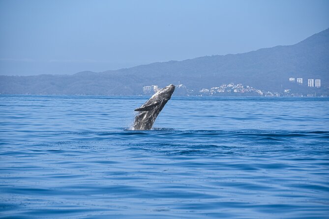 Whale Watching Guaranteed Experience in Puerto Vallarta - Puerto Vallarta’s Humpback Whales During Migration Season