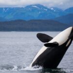 Whale-watching, Icy point, Hoonah , whales, Orca, killer-whales. - Duration and Wildlife Focus