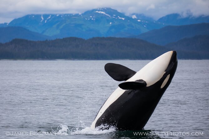 Whale-watching, Icy point, Hoonah , whales, Orca, killer-whales. - Duration and Wildlife Focus