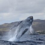 Whale Watching in Cabo San Lucas - Dolphin, Turtle, and Orca Sightings During the Tour