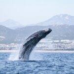 Whale Watching in Cabo San Lucas - Convenient Departure from Cabo San Lucas Meeting Point
