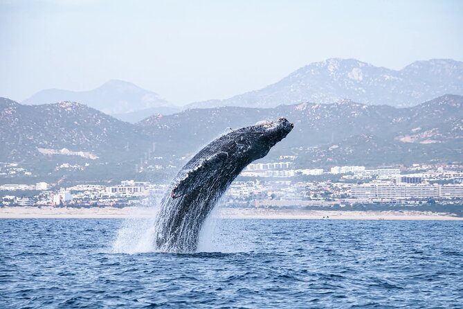 Whale Watching in Cabo San Lucas - Convenient Departure from Cabo San Lucas Meeting Point