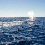 Whale Watching in Cabo San Lucas on board our Luxury Trimaran! - Meeting Point and Tour Logistics in Cabo San Lucas