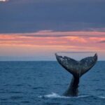 Whale Watching in La Paz  Gray Whale Encounter - Magdalena Bay: A Brief Pass-By on the Route