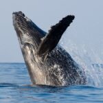 Whale Watching & Late Breakfast Cruise in Honolulu - The Boat and Viewing Experience on the Prince Kuhio