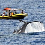 Whale Watching Maui: 2-Hour Small Group Raft Tour from Lahaina - Key Points
