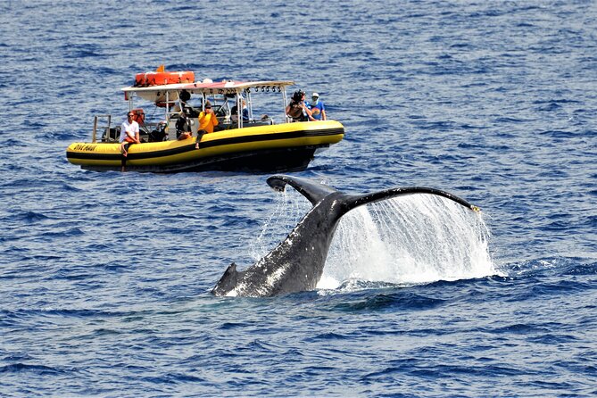 Whale Watching Maui: 2-Hour Small Group Raft Tour from Lahaina - Key Points