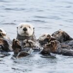 Whale Watching Monterey Bay semi-private limited to 6 people max - The Unique Wildlife Encounters on Monterey Bay