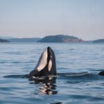 Whale Watching Nanaimo Open Boat Tour - Route and Wildlife Spotting Strategy