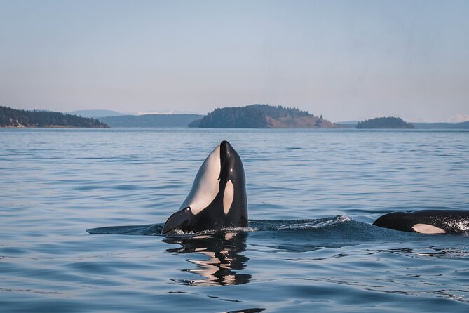 Whale Watching Nanaimo Open Boat Tour - Route and Wildlife Spotting Strategy