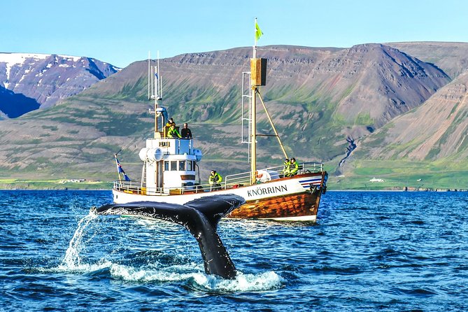 Whale Watching on board a Traditional Oak Boat from Árskógssandur - Exploring the Traditional Oak Ship in Iceland