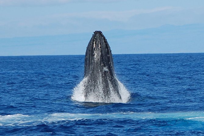 Whale Watching On The Big Island - Expert Guides and Friendly Crew Making a Difference